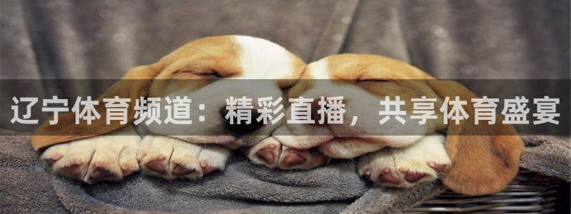 辽宁体育频道：精彩直播，共享体育盛宴