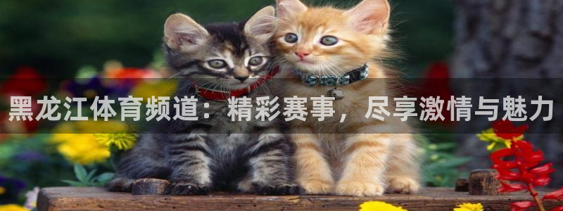 黑龙江体育频道：精彩赛事，尽享激情与魅力